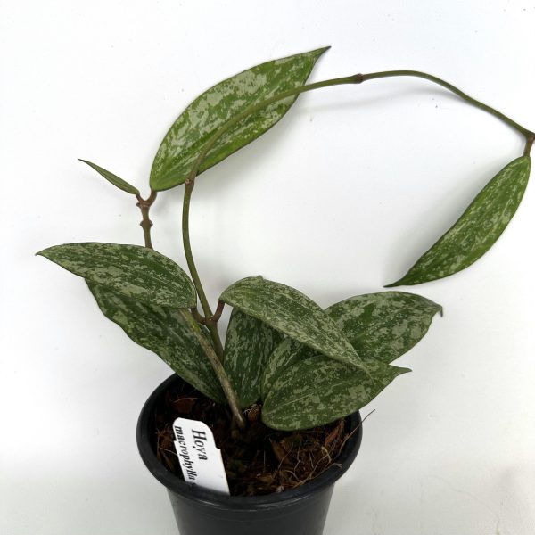 Hoya macrophylla (Splash) Online - Image 5