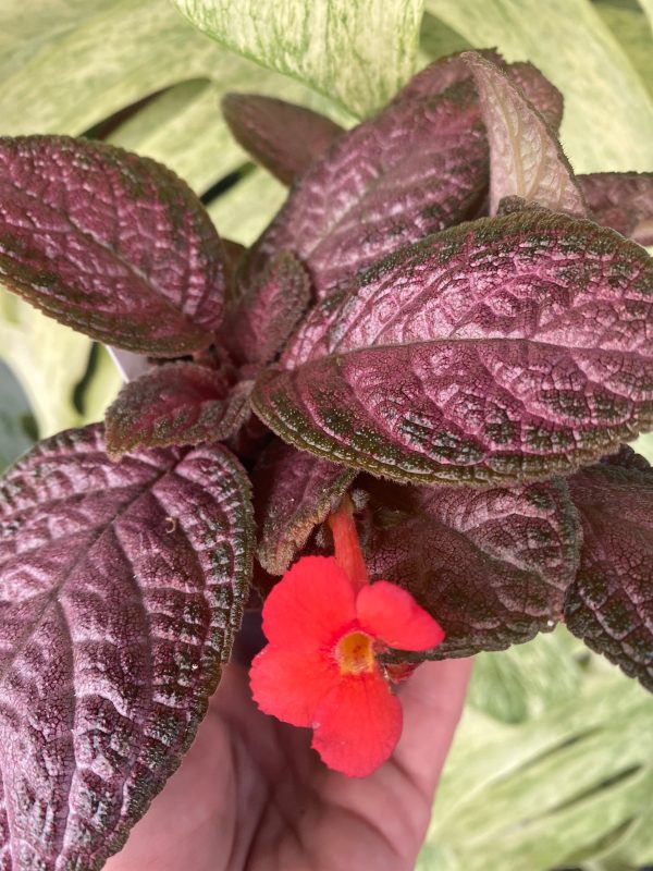 Episcia  Temptation  on Sale