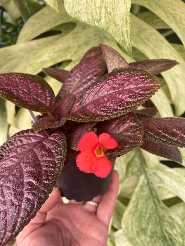 Episcia  Temptation  on Sale - Image 3