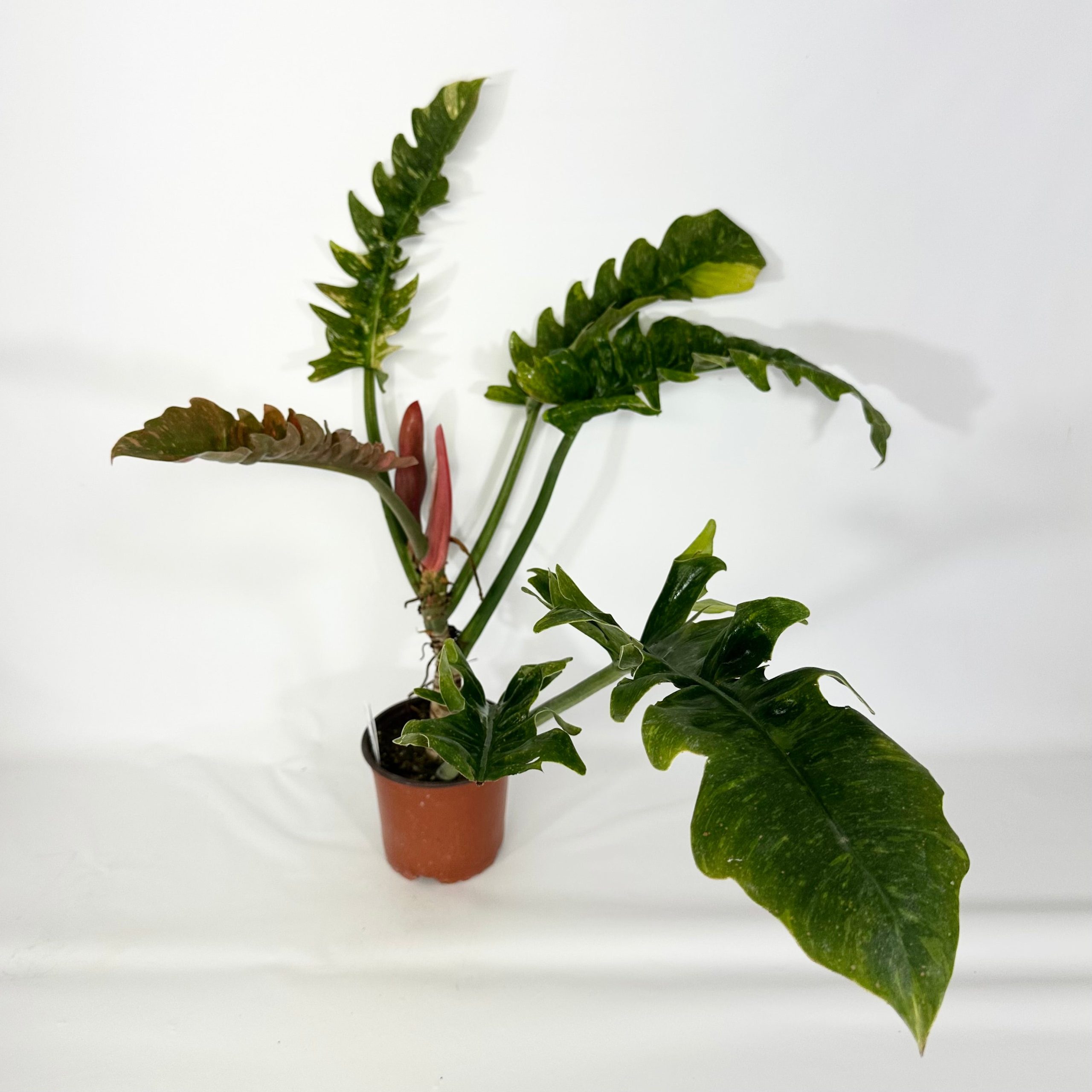 Z-4450 – Philodendron  Ring of Fire  (Non-TC) Online