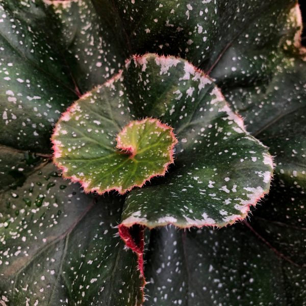 Begonia  Jelly Roll Morton  For Cheap - Image 3