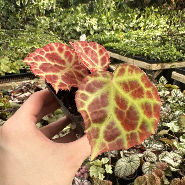 Begonia rajah Online now