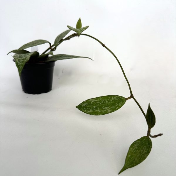 Hoya macrophylla (Splash) Online - Image 4