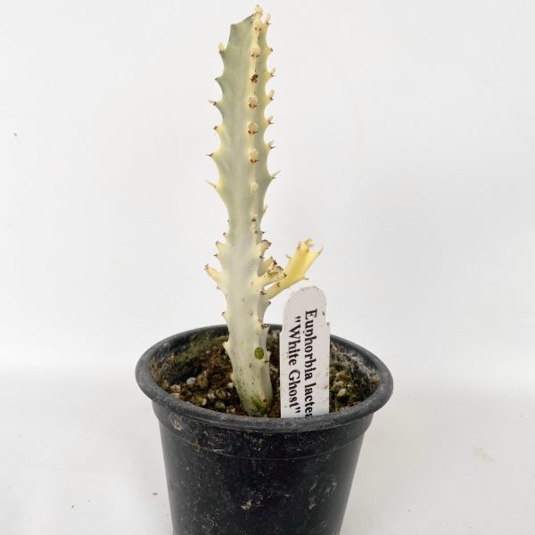 Euphorbia lactea  White Ghost  For Sale - Image 2