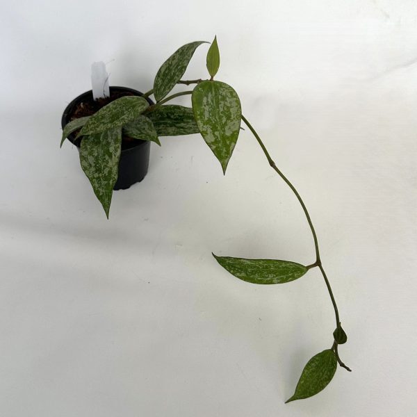 Hoya macrophylla (Splash) Online - Image 3