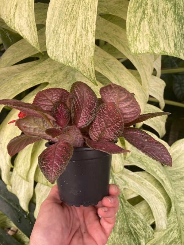 Episcia  Temptation  on Sale - Image 4