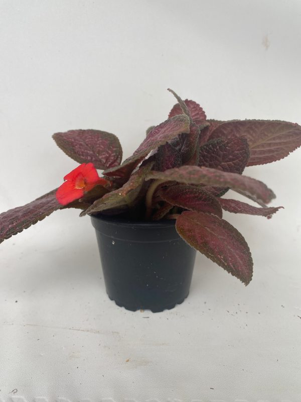 Episcia  Temptation  on Sale - Image 2