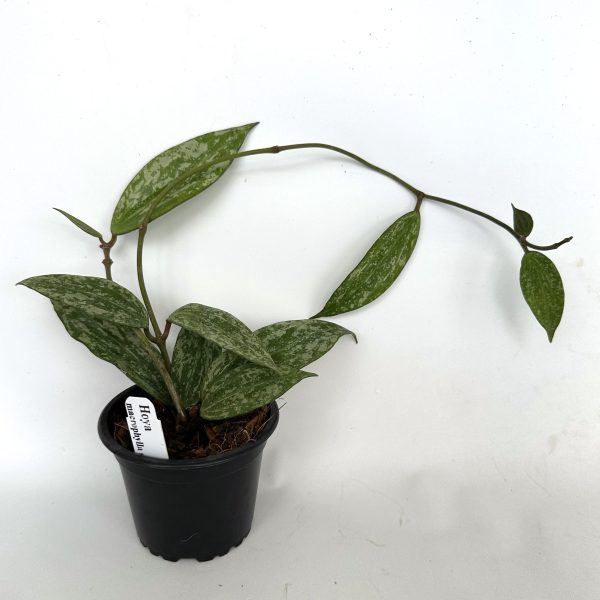 Hoya macrophylla (Splash) Online - Image 2