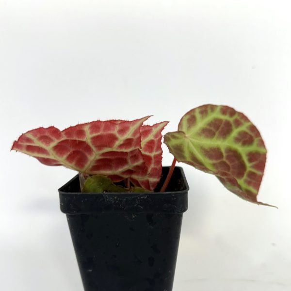 Begonia rajah Online now - Image 5