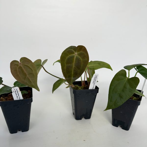 Anthurium ( Zara   Michelle ) luxurians x  Wonder Boy  For Cheap - Image 2