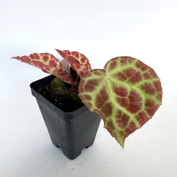 Begonia rajah Online now - Image 4