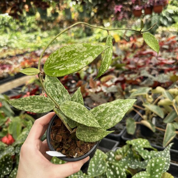 Hoya macrophylla (Splash) Online