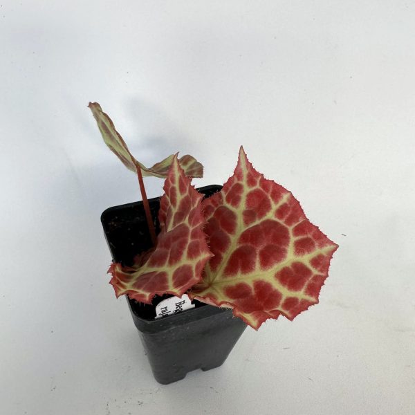 Begonia rajah Online now - Image 3