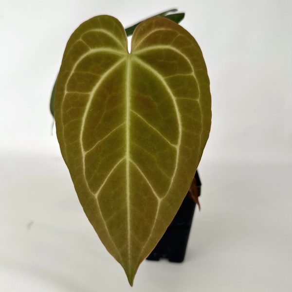 Anthurium  Not The Mama  forgetii x  Blue Velvet  Sale - Image 5