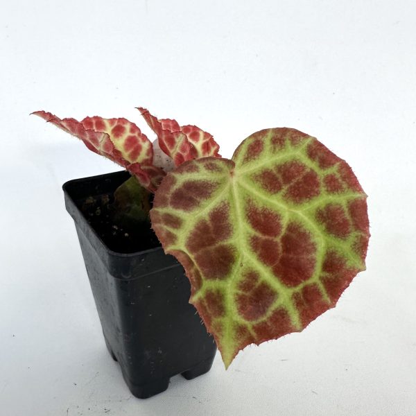 Begonia rajah Online now - Image 2